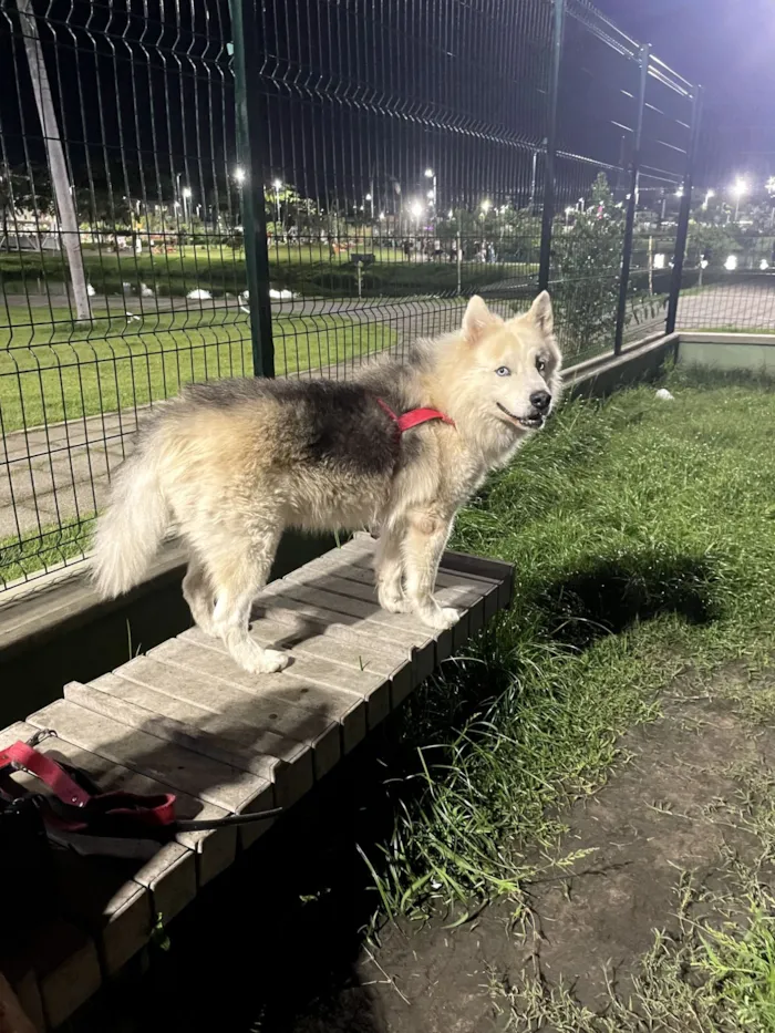 Cachorro raça Basset-Cofap idade 6 ou mais anos nome FANTASMA