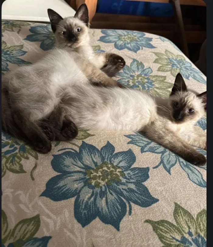 Gato raça SRD-ViraLata idade 2 a 6 meses nome Sem nome 