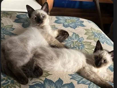 Gato raça SRD-ViraLata idade 2 a 6 meses nome Sem nome 