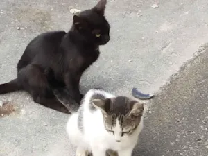 Gato raça SRD-ViraLata idade Abaixo de 2 meses nome abandonados 