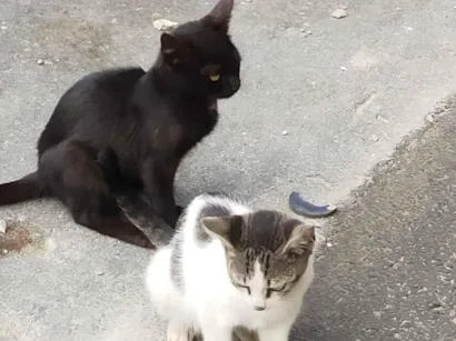 Gato raça SRD-ViraLata idade Abaixo de 2 meses nome abandonados 