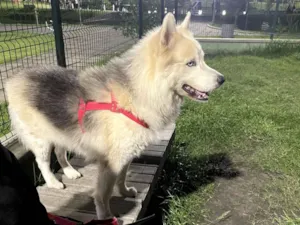 Cachorro raça Basset-Cofap idade 6 ou mais anos nome FANTASMA