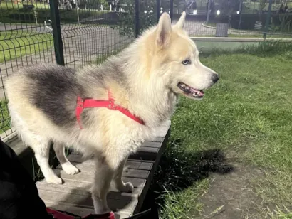 Cachorro raça Basset-Cofap idade 6 ou mais anos nome FANTASMA