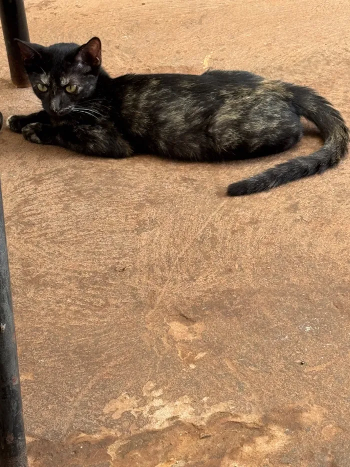 Gato raça SRD-ViraLata idade 7 a 11 meses nome Sem nome 