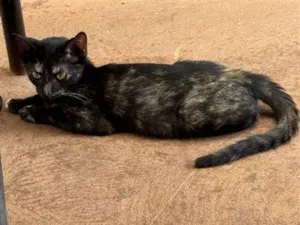 Gato raça SRD-ViraLata idade 7 a 11 meses nome Sem nome 