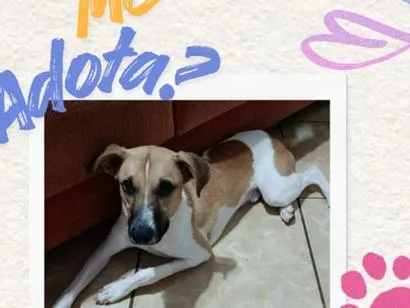 Cachorro raça SRD-ViraLata idade 1 ano nome Back