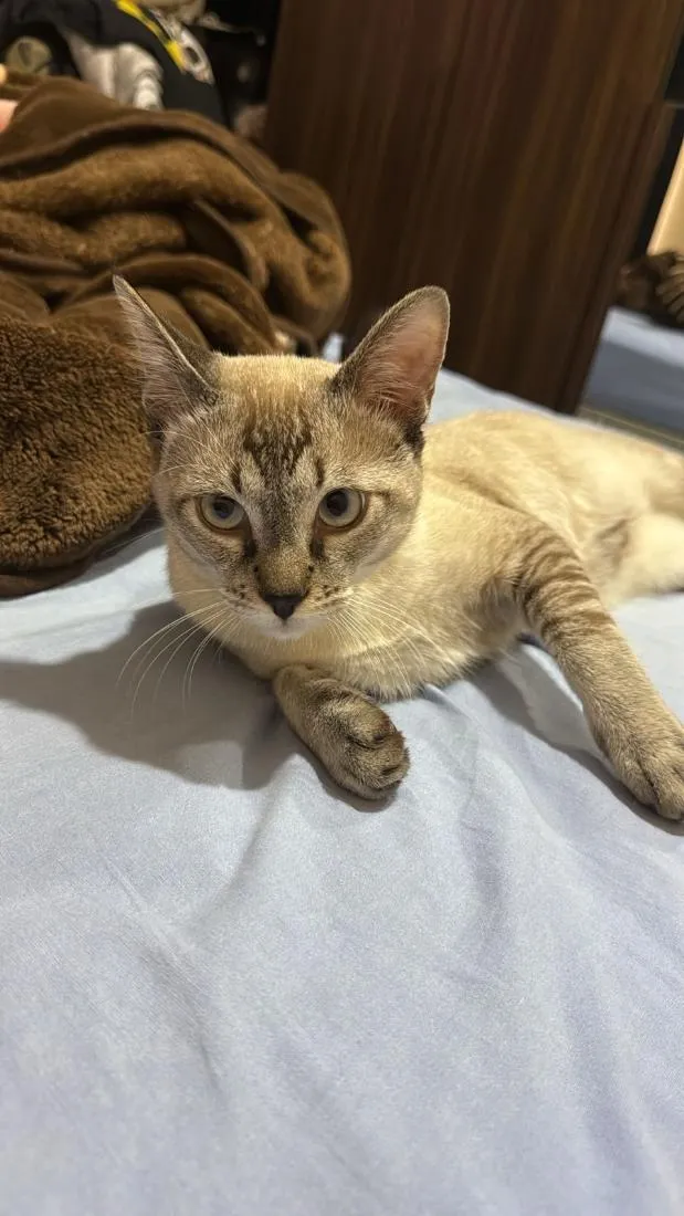 Gato raça SRD-ViraLata idade 1 ano nome Paçoca