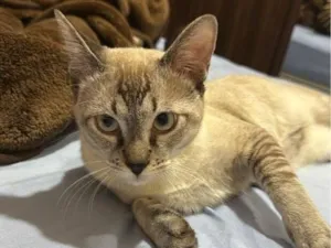 Gato raça SRD-ViraLata idade 1 ano nome Paçoca