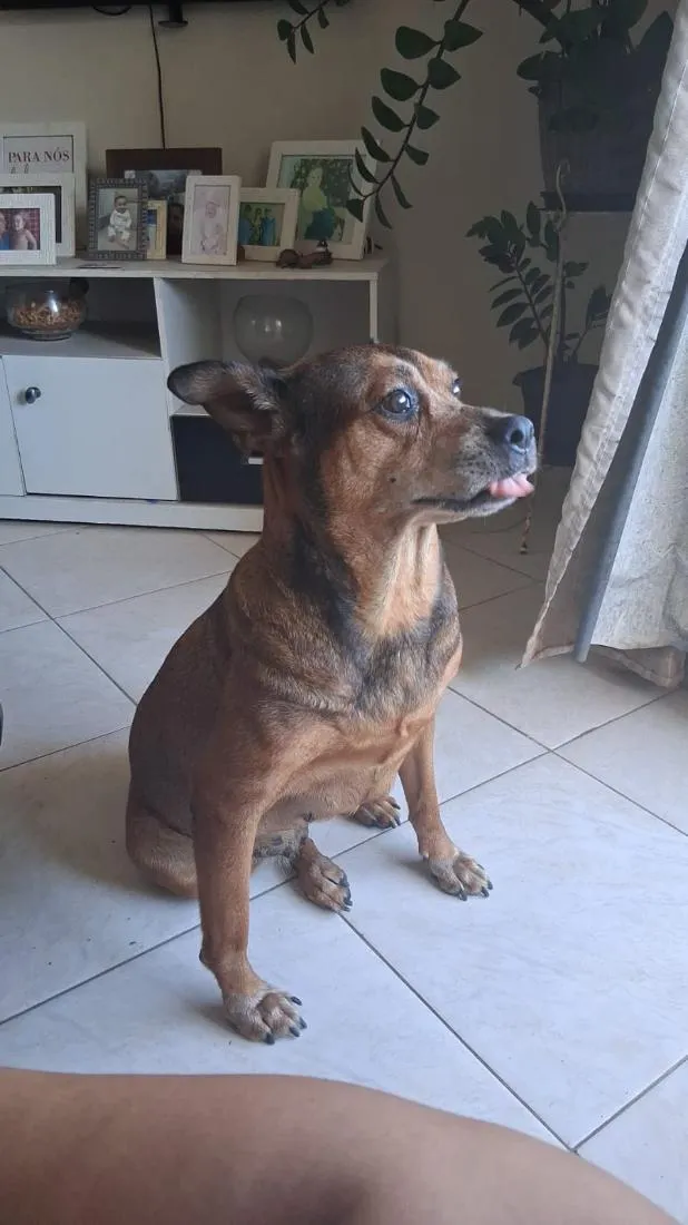 Cachorro raça SRD-ViraLata idade 6 ou mais anos nome Adele