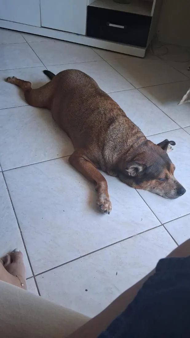 Cachorro raça SRD-ViraLata idade 6 ou mais anos nome Adele