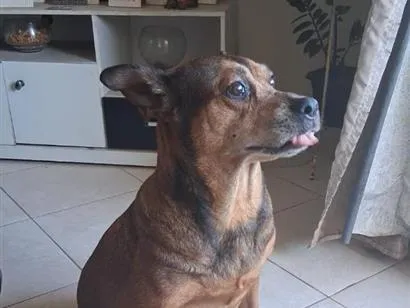 Cachorro raça SRD-ViraLata idade 6 ou mais anos nome Adele
