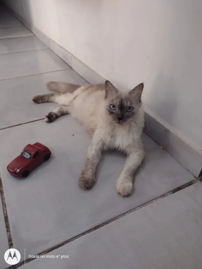 Gato raça SRD-ViraLata idade 4 anos nome Zayah