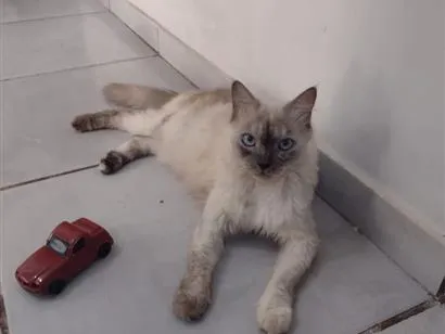 Gato raça SRD-ViraLata idade 4 anos nome Zayah