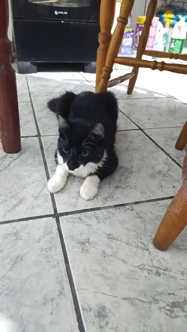 Gato raça SRD-ViraLata idade 1 ano nome Zezinho 