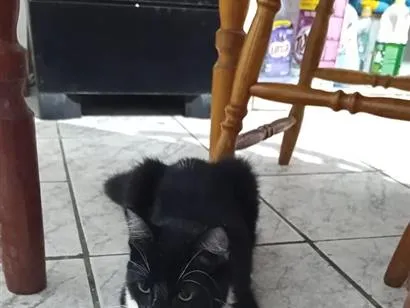 Gato raça SRD-ViraLata idade 1 ano nome Zezinho 