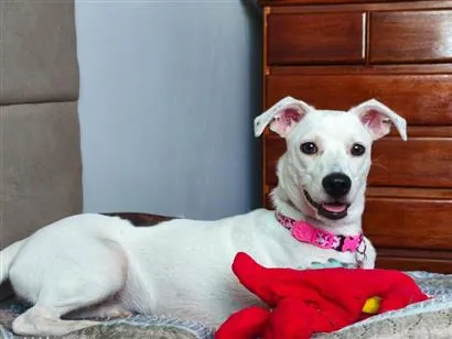 Cachorro raça SRD-ViraLata idade 1 ano nome FINI