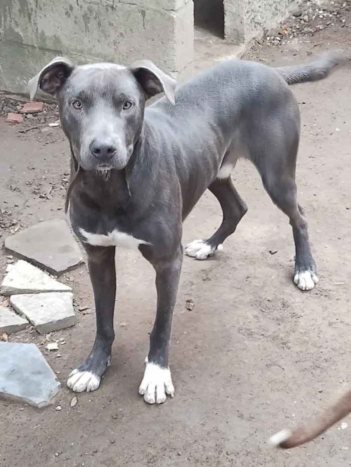 Cachorro raça SRD-ViraLata idade 1 ano nome Tauros