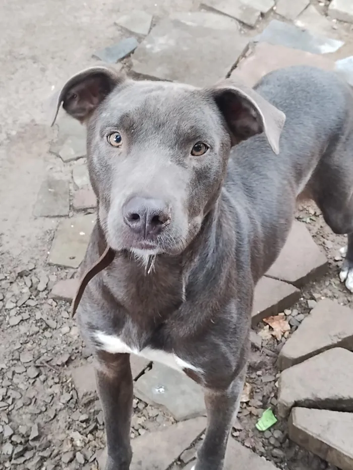 Cachorro raça SRD-ViraLata idade 1 ano nome Tauros