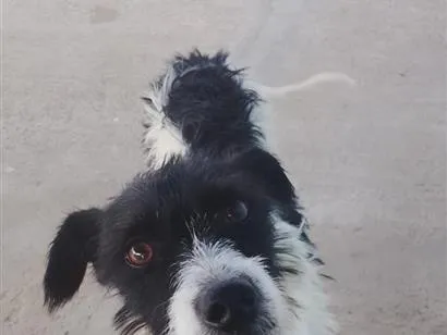 Cachorro raça SRD-ViraLata idade 1 ano nome skye