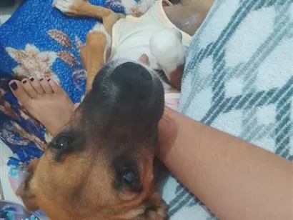 Cachorro raça SRD-ViraLata idade 2 a 6 meses nome Mel