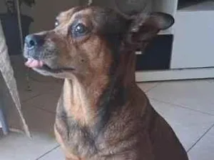 Cachorro raça SRD-ViraLata idade 6 ou mais anos nome Adele