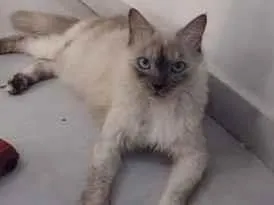 Gato raça SRD-ViraLata idade 4 anos nome Zayah