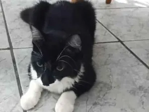 Gato raça SRD-ViraLata idade 1 ano nome Zezinho 