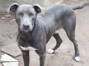 Cachorro raça SRD-ViraLata idade 1 ano nome Tauros