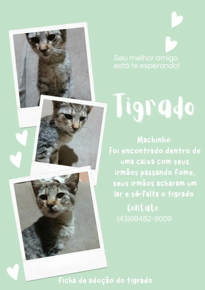 Gato raça SRD-ViraLata idade 7 a 11 meses nome Tigrado