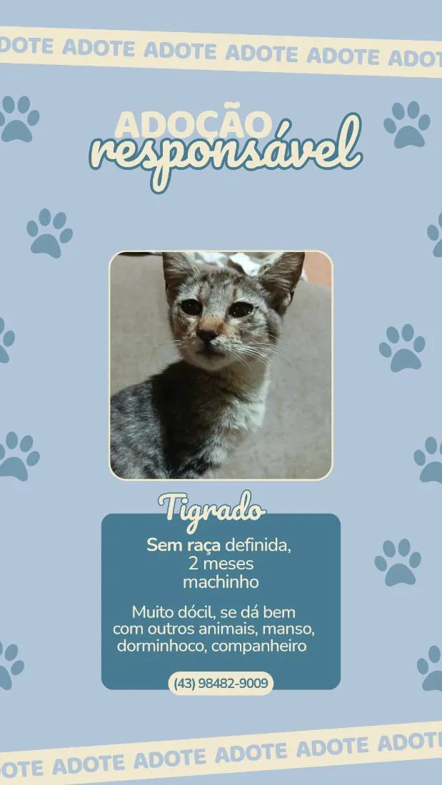 Gato raça SRD-ViraLata idade 7 a 11 meses nome Tigrado