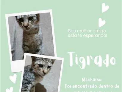 Gato raça SRD-ViraLata idade 7 a 11 meses nome Tigrado