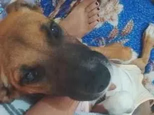Cachorro raça SRD-ViraLata idade 2 a 6 meses nome Mel