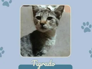 Gato raça SRD-ViraLata idade 7 a 11 meses nome Tigrado