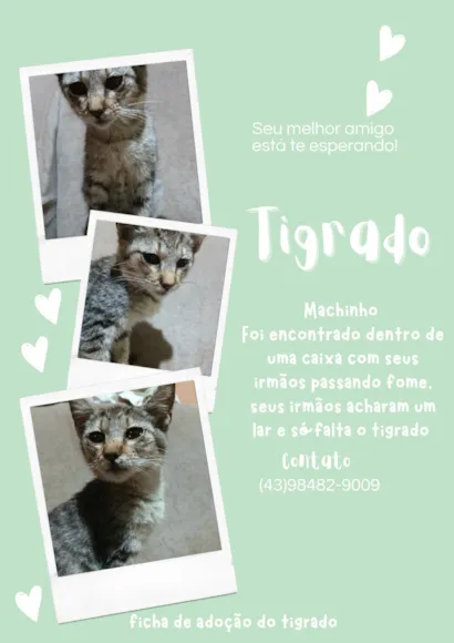 Gato raça SRD-ViraLata idade 2 a 6 meses nome tigrado 