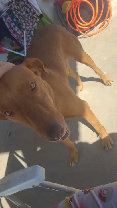 Cachorro raça SRD-ViraLata idade 1 ano nome Cusco