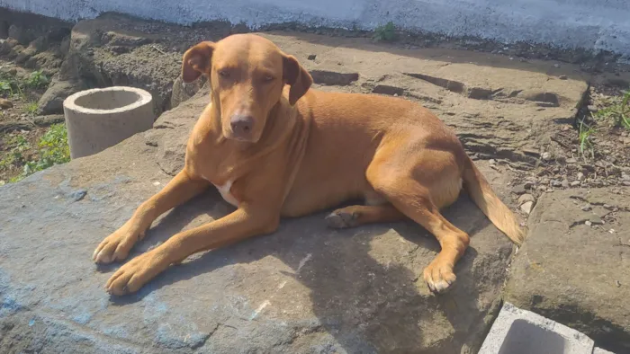 Cachorro raça SRD-ViraLata idade 1 ano nome Cusco