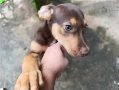Cachorro raça SRD-ViraLata idade 2 a 6 meses nome Nescau