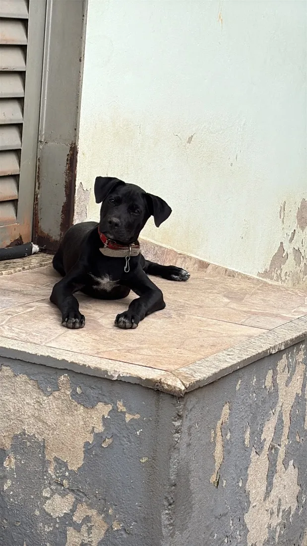 Cachorro raça SRD-ViraLata idade 2 a 6 meses nome Pretinha