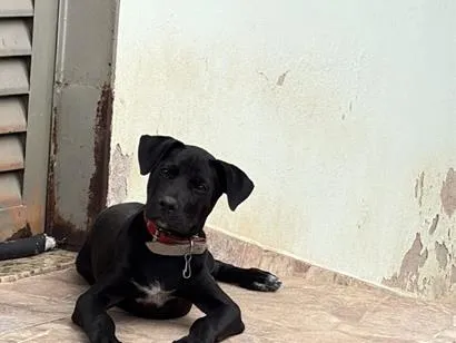 Cachorro raça SRD-ViraLata idade 2 a 6 meses nome Pretinha