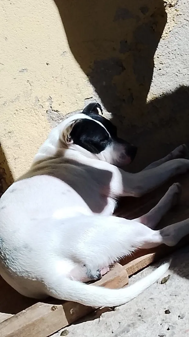 Cachorro raça SRD-ViraLata idade 3 anos nome Não tem 