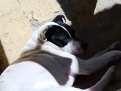 Cachorro raça SRD-ViraLata idade 3 anos nome Não tem 