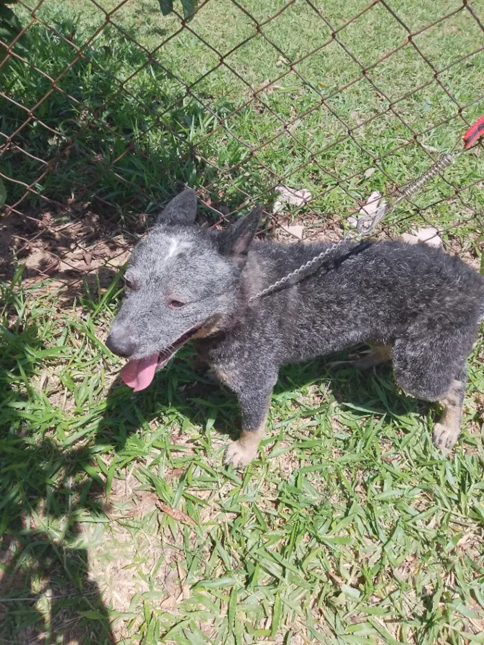 Cachorro raça SRD-ViraLata idade 1 ano nome trovão 
