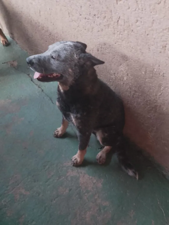 Cachorro raça SRD-ViraLata idade 1 ano nome trovão 