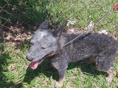 Cachorro raça SRD-ViraLata idade 1 ano nome trovão 