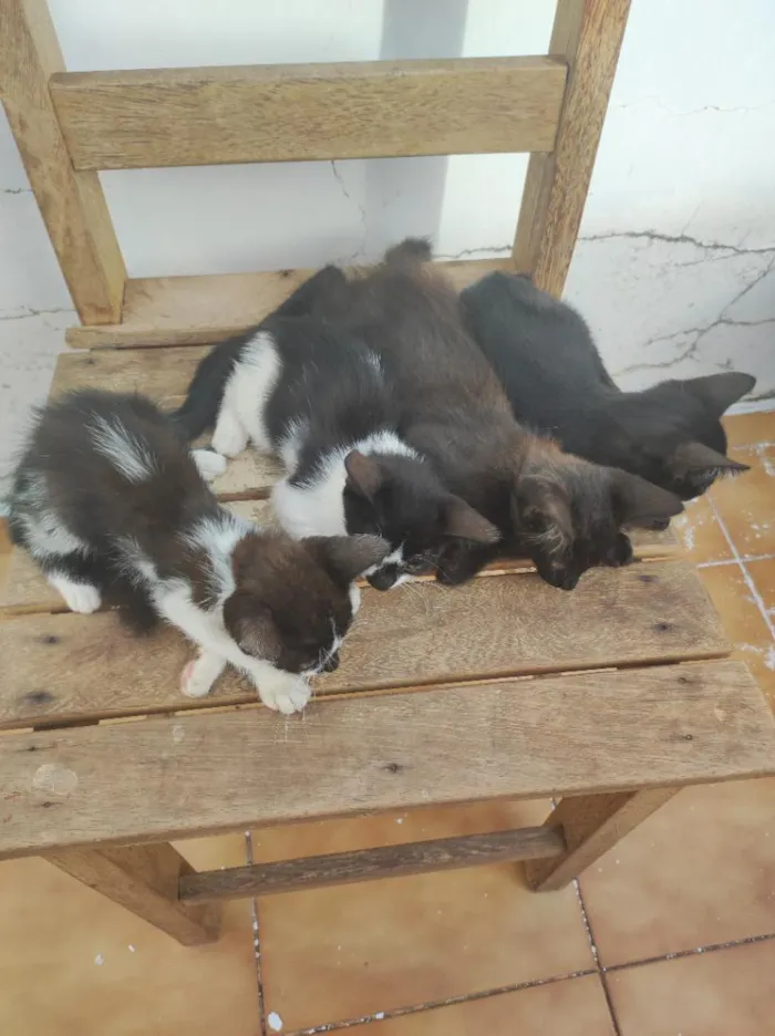 Gato raça SRD-ViraLata idade 2 a 6 meses nome sem nome 