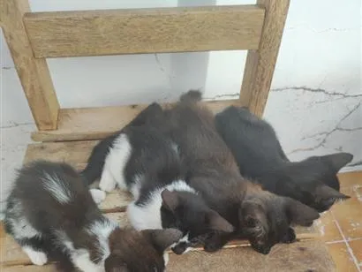 Gato raça SRD-ViraLata idade 2 a 6 meses nome sem nome 