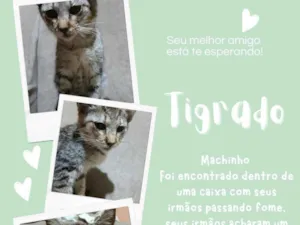 Gato raça SRD-ViraLata idade 2 a 6 meses nome tigrado 