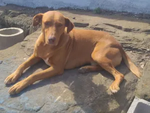 Cachorro raça SRD-ViraLata idade 1 ano nome Cusco