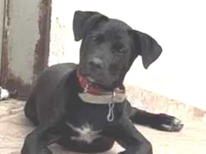 Cachorro raça SRD-ViraLata idade 2 a 6 meses nome Pretinha