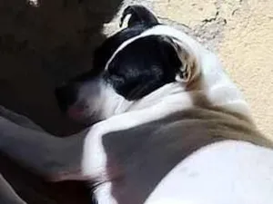 Cachorro raça SRD-ViraLata idade 3 anos nome Não tem 